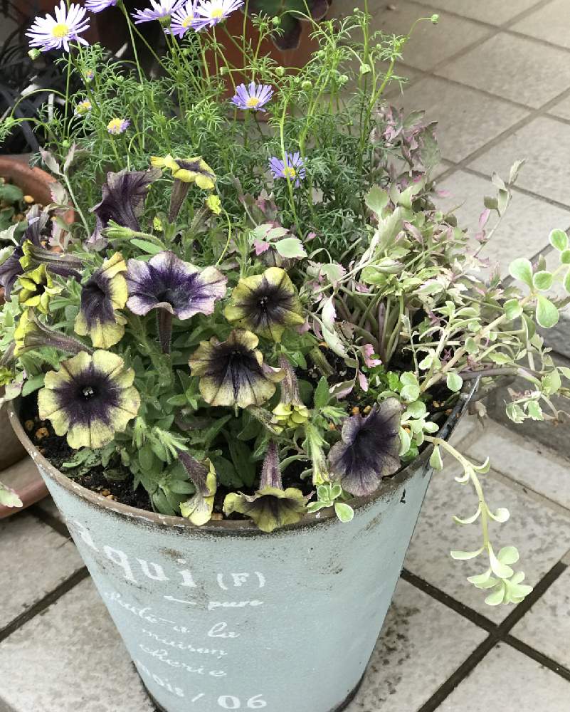 ペチュニアの投稿画像 By Ekoさん ブラキカムと玄関とシャビーガーデンとシャビープランターと寄せ植え とナチュラルアンティークとナチュラルスタイルと花のある暮らしとシャビーシックとシャビーガーデンとシャビープランターと寄せ植えとナチュラルアンティークと