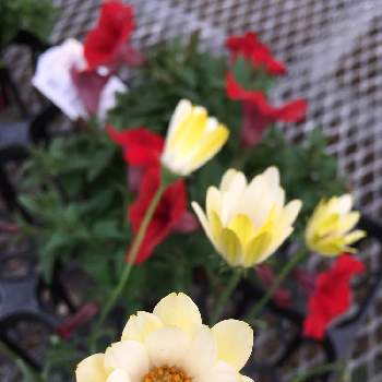 黄色と白の花の画像 by banchang69さん | オステオスペルマム キララとキララホワイトとサフィニア♪と黄色と白の花とホワイトとSUNTORYキララと夕方閉じるとサントリー フラワーズとオステオスペルマム。とイエローと黄色い花とサントリーとリバーシブルと花のある暮らしと白い花と農場勤務とサフィニアレッド
