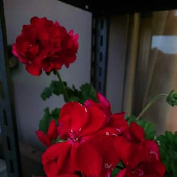 一年中咲く花の投稿画像一覧 Greensnap グリーンスナップ