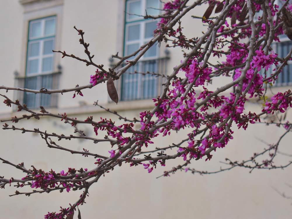 Gs映えの投稿画像 By K Wreathさん 春の花木と赤紫色の花とハナズオウの花と花のある暮らしとポルトガルとポルトガル リスボンと観光地と石畳みの 街と世界遺産と坂のある街 19月3月7日 Greensnap グリーンスナップ