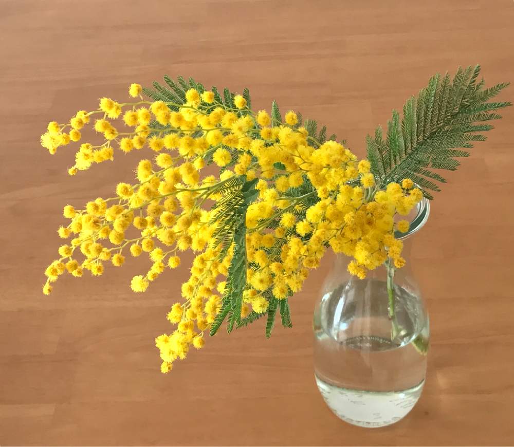 ミモザの投稿画像 By Kukkaさん 花のある暮らしと切り花を楽しむと今日の花と黄色い花 19月3月8日 Greensnap グリーンスナップ