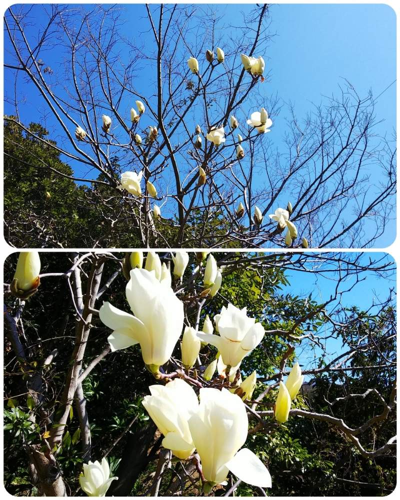 木蓮 とこぶし の 花 の 違い