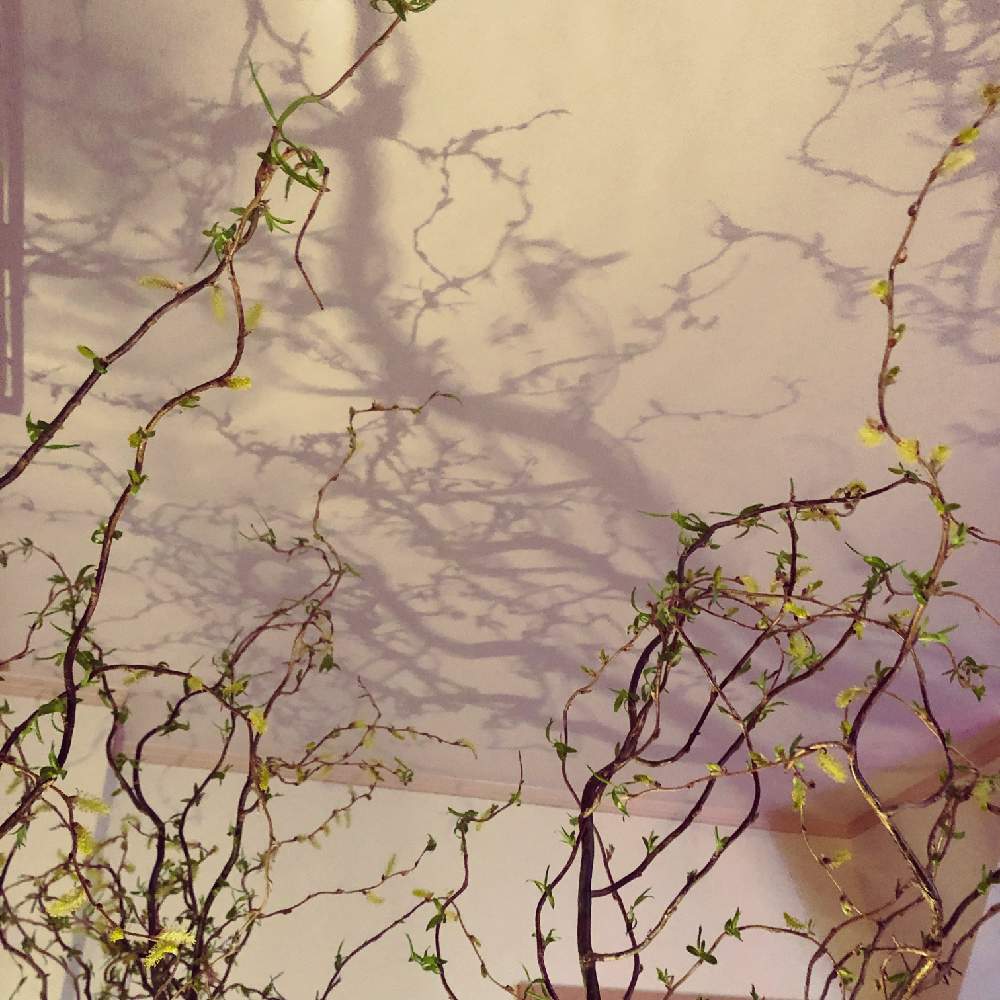 ウンリュウヤナギの投稿画像 By Agaveneesan さん 切り花を楽しむと植中毒と枝物と青森と花のある暮らしと雲竜柳と切り花とインテリアグリーン 2019月3月8日 Greensnap グリーンスナップ