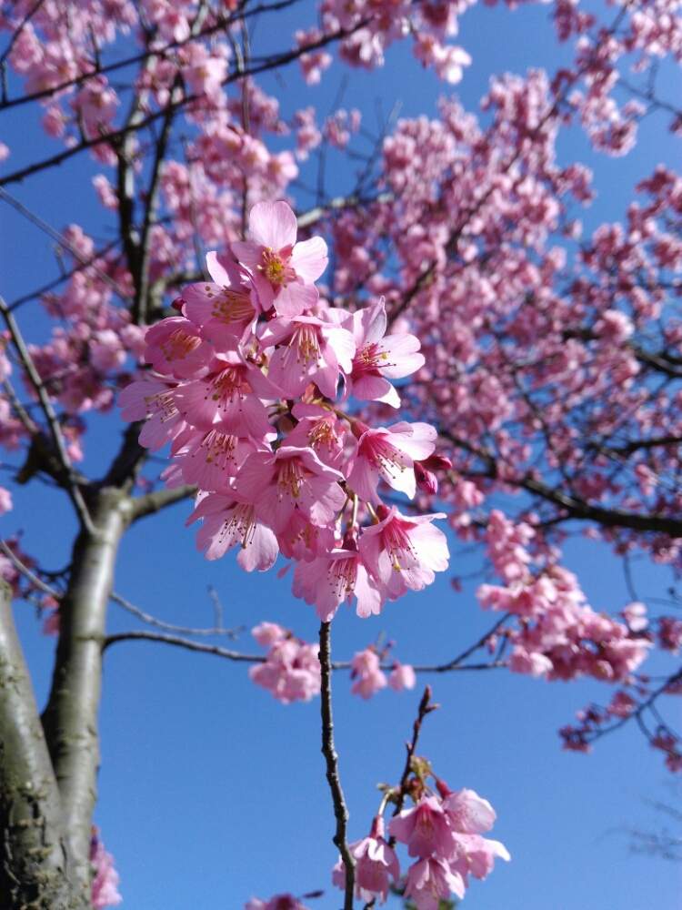 愛媛県松山市の投稿画像 By 脱獄囚さん 愛媛県とさくら 桜 サクラと杖の淵公園と脱獄囚 19月3月8日 Greensnap グリーンスナップ