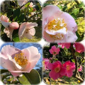 椿園の画像 by 7033さん | お出かけ先とツバキと植中毒とかわいいピンクと椿園
