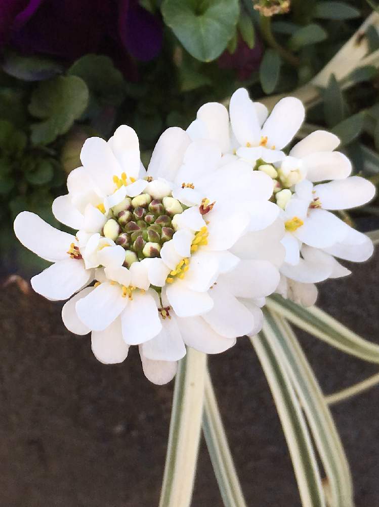 イベリスブライダルブーケの投稿画像 By Kayさん 白色植物コンテスト19と花のある暮らしと植中毒とリビング前花壇 19月3月9日 Greensnap グリーンスナップ