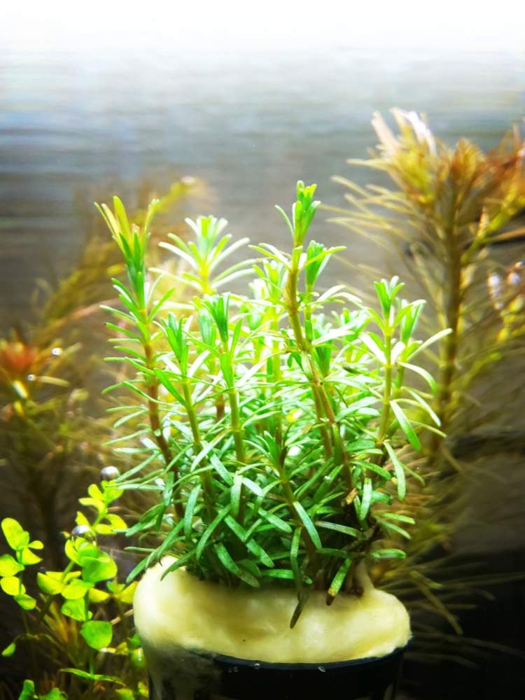 リスノシッポの投稿画像 By Chip Sp さん 植え替え待ちとボトルアクアリウムと今日の一枚と水槽と水上葉とお迎えと水草とアクアリウム 19月3月9日 Greensnap グリーンスナップ
