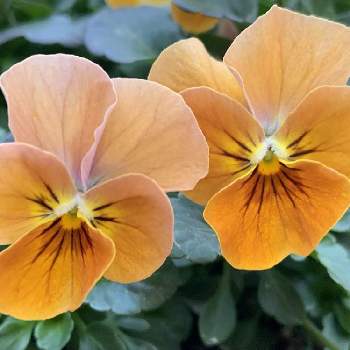 茶色い花の画像 by nakkyさん | 小さな庭とパンジー・ビオラとビオラといつも、いいね!ありがとうございます(*´`)♡と植物のある暮らしと茶色い花ときいろといつまでも初心者と❤️いいね、ありがとうと黄色の花とオレンジ色と花のある暮らしと加工なしとiPhone撮影
