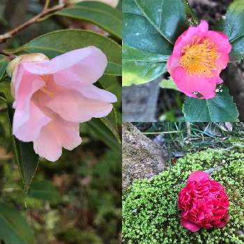 椿 炉開きの投稿画像一覧 Greensnap グリーンスナップ