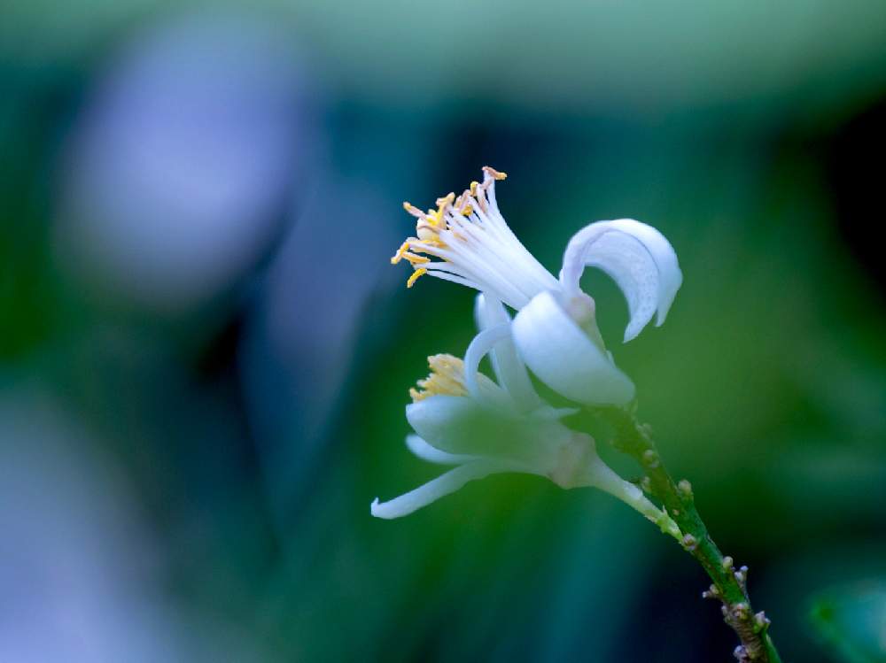 レモンの投稿画像 By Houroumonoさん 白い花と温室 19月3月9日 Greensnap グリーンスナップ