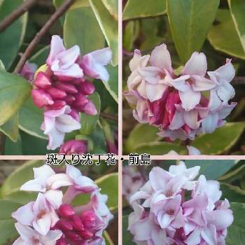 沈丁花の赤花の投稿画像一覧 Greensnap グリーンスナップ