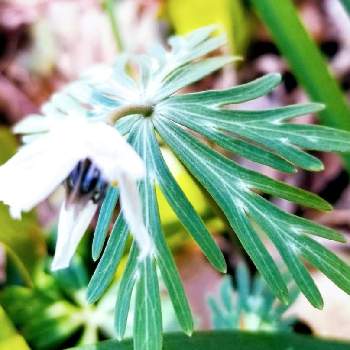 牡丹,花のある暮らし,植中毒,由志園,島根県の画像