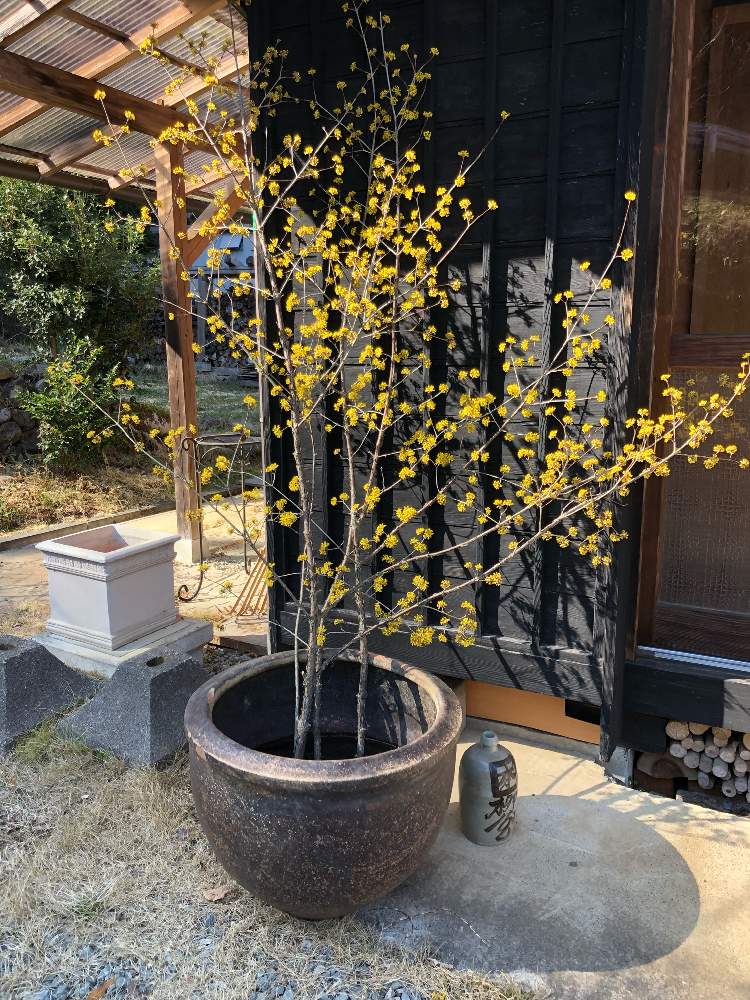 サンシュユの投稿画像 By のーさん サンシュユの花木とナチュラルが好きと自己流ガーデニングと富山支部と植中毒とナチュラルスタイルとサンシュユの木と花のある暮らし 19月3月9日 Greensnap グリーンスナップ