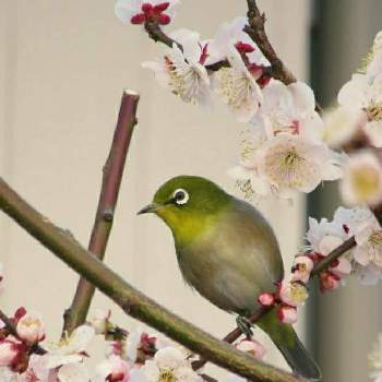 庭に来る鳥の投稿画像一覧 Greensnap グリーンスナップ