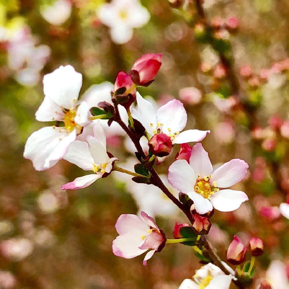 ユキヤナギの投稿画像 By 午後の庭さん ピンクユキヤナギとピンクの花と 早春に咲いた花 フォトコンテストと花のある暮らしとかわいいとエントランスガーデン 19月3月9日 Greensnap グリーンスナップ