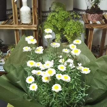 ホワイトデーのプレゼントの画像 by ぷねさん | 部屋と花かんざしとホワイトデーのプレゼントと花のある暮らし