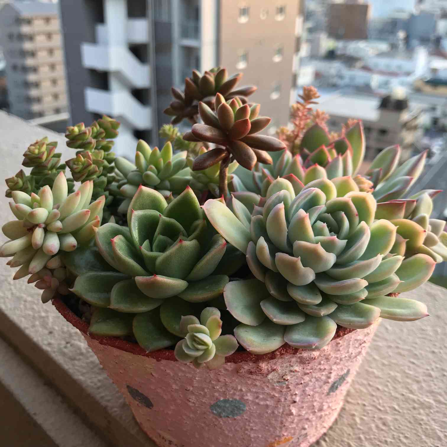 ペンデンス♡多肉植物☆鉢ごと♡モリモリ☆ 多肉ちゃんを寄せ植えてモリモリ育てる♡｜🍀GreenSnap（グリーン