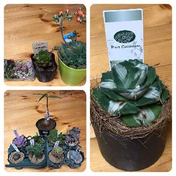 仙台遠征の投稿画像一覧 Greensnap グリーンスナップ