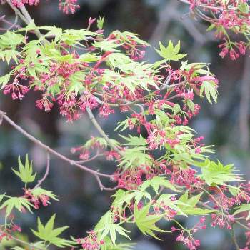 イロハモミジの花の投稿画像一覧 Greensnap グリーンスナップ