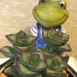 多肉植物,かえるの置物,カエル雑貨☆,多肉女子,星の王子☆の画像