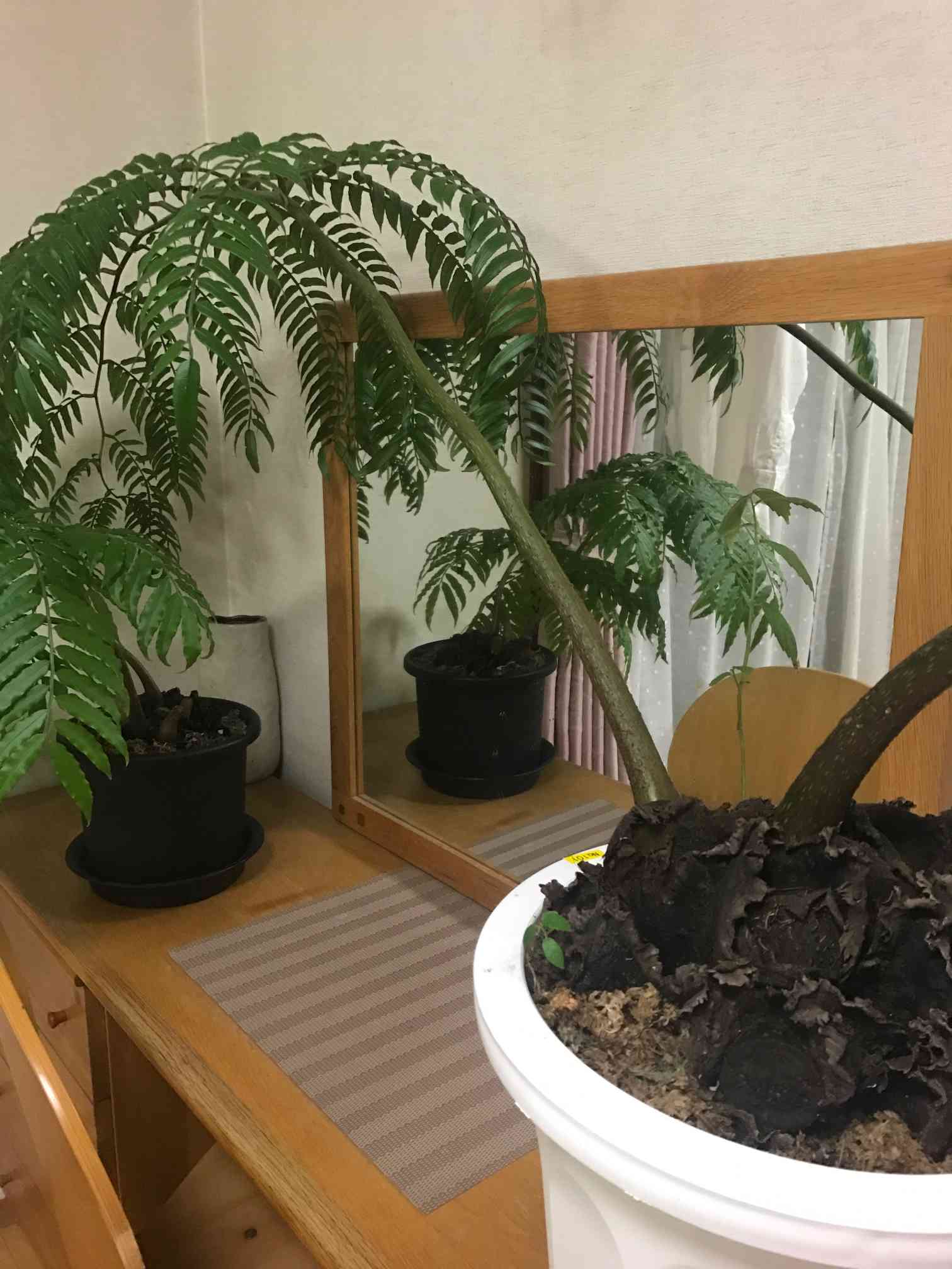 リュウビンタイ 検索 観葉植物 コーデックス パキポディウム アガベ リュウビンタイ 検索 観葉植物 コーデックス パキポディウム アガベ