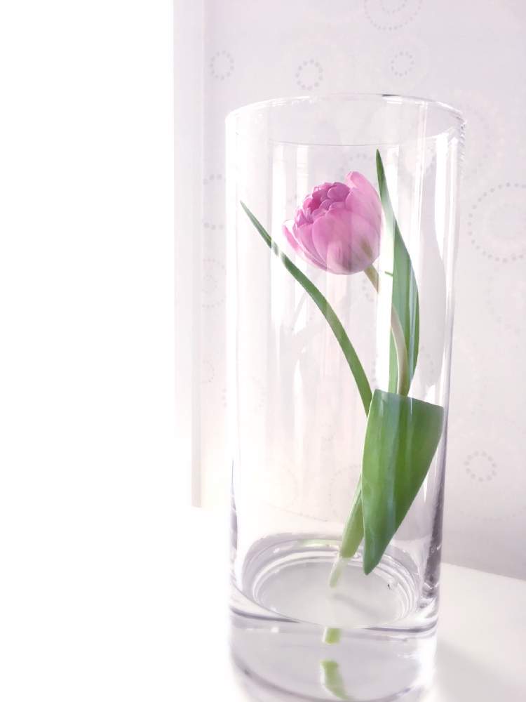 チューリップの投稿画像 By マキアートさん 部屋とちょこっと花と癒しと一輪の花とお花のある暮らしとシンプル と自己満足の世界とガラスの花瓶と切り花とちょこっと花と癒しと一輪の花とお花のある暮らしとシンプルと自己満足の世界とガラスの花瓶と切り花 19月3月9日