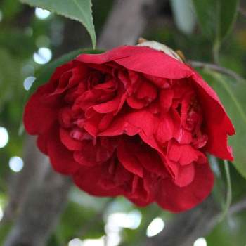 南蛮紅  椿の画像 by あかねこさん | 小さな庭と椿 ツバキとツバキの花と南蛮紅  椿と赤い花