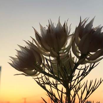 夕焼けコラボの画像 by momoさん | 窓辺とセルリアとセルリアンと綺麗と燃えるような夕焼けと白色植物コンテスト2019と花のある暮らしと夕焼けコラボとシャルレーヌ倶楽部