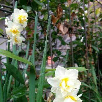 雨あがりの朝の画像 by hiroさん | 小さな庭と八重咲き水仙と癒やされる香り♡と花のある暮らしと雨あがりの朝と見てくれてありがとう♡と八重咲きが可愛いとグリーンも好き
