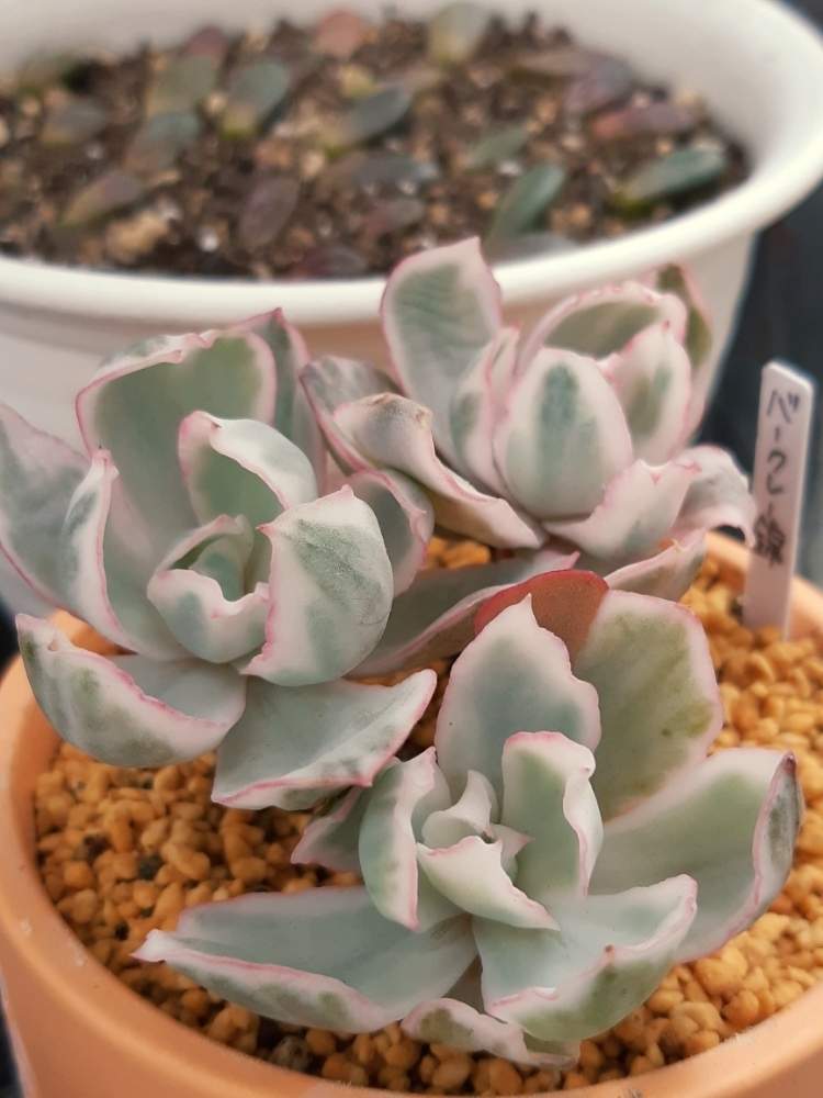 バークレー錦 Echeveria´Berkeley Light´ 美苗 - インテリア小物