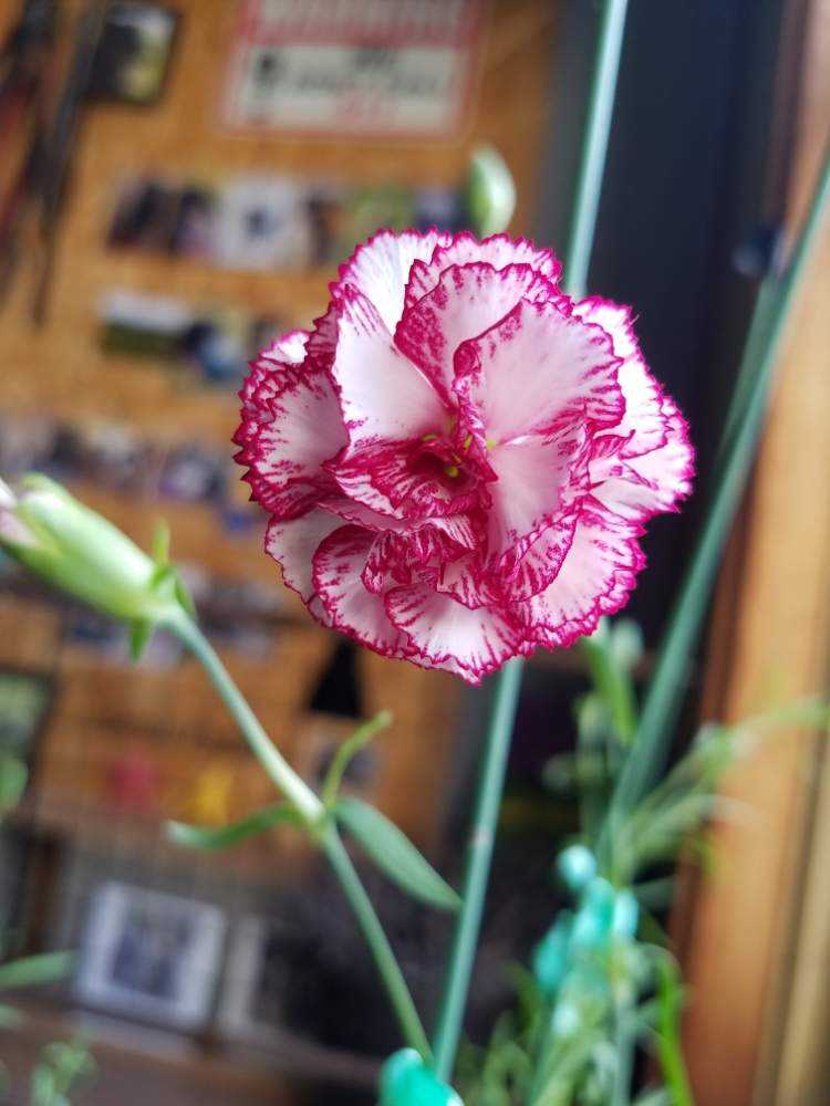 カーネーション ピコティファンタジー 終了 Greensnap グリーンスナップ