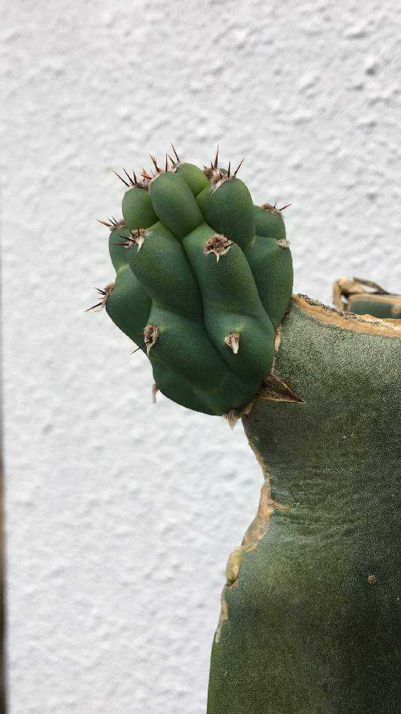 🌵柱サボテン 鬼面角の胴切りと植え替え。｜🍀GreenSnap（グリーン