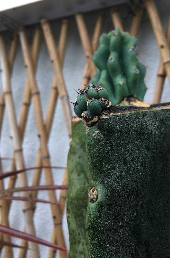 🌵柱サボテン 鬼面角の胴切りと植え替え。｜🍀GreenSnap（グリーン