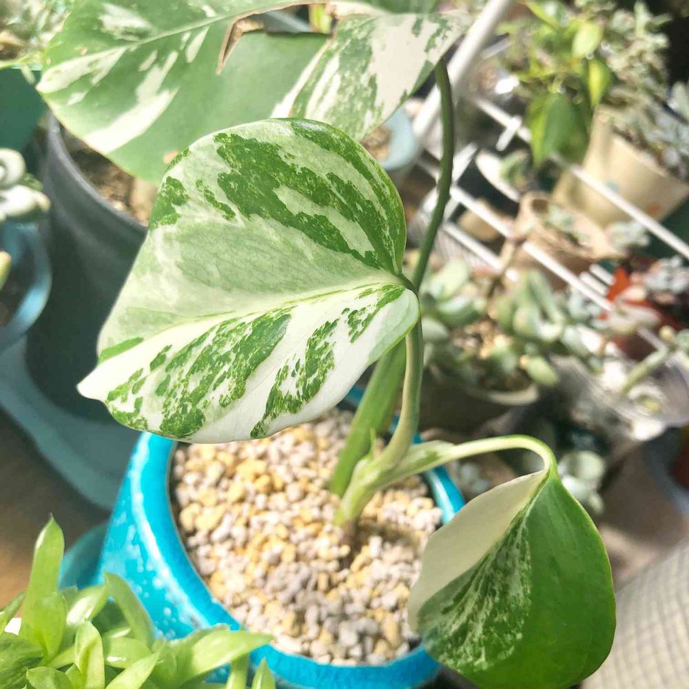 斑入りモンステラ①｜?GreenSnap（グリーンスナップ）
