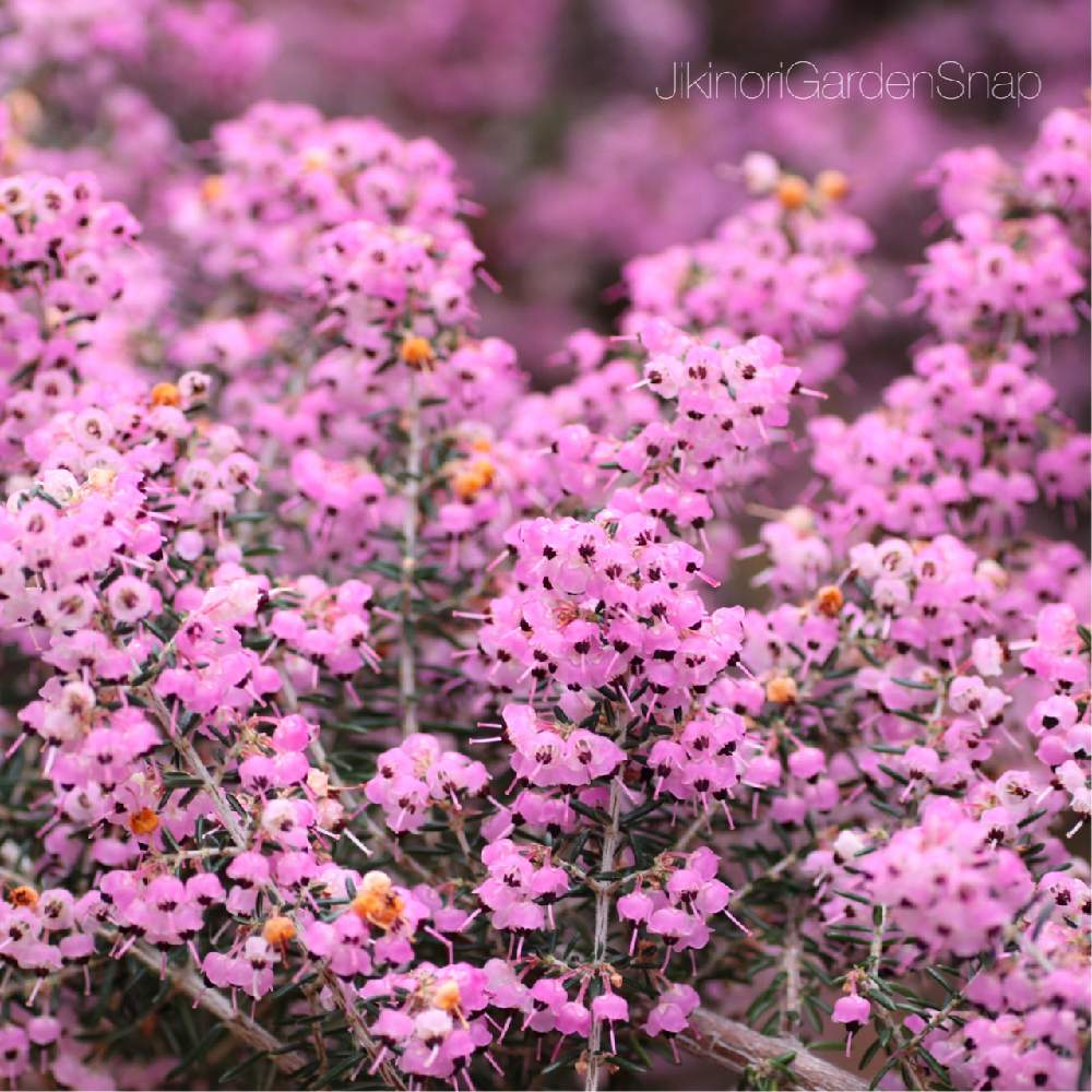 100 Epic Bestピンク の 小さな 花 すべての美しい花の画像