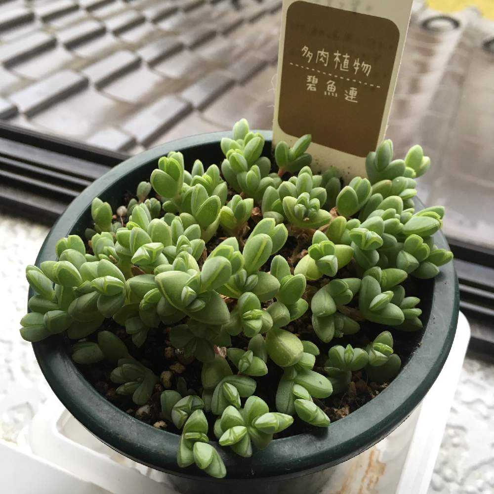 碧魚連の成長｜🍀GreenSnap（グリーンスナップ）