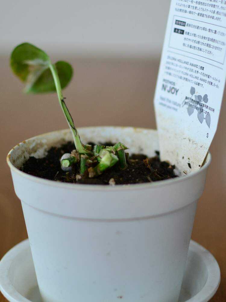 ポトス エンジョイの仕立て直し Greensnap グリーンスナップ