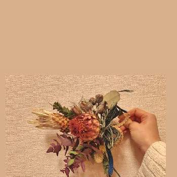 プロテアの投稿画像一覧 Greensnap グリーンスナップ