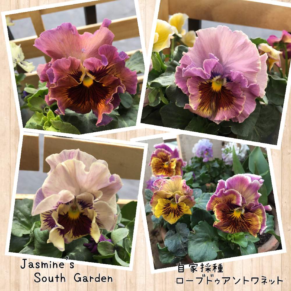 パンジー ローブドゥアントワネットの投稿画像 By じゃすみんさん パンジーとビオラリアンとバルコニー ベランダとベランダガーデニングと奥行き12センチの手すり園芸と種蒔きっ子と種蒔きビオラと植中毒とガーデニングと花のある暮らしとお花ラブ と種蒔きと咲いた と パンジー ローブドゥアントワネットの投稿画像 By じゃすみんさん パンジーとビオラリアンとバルコニー ベランダとベランダガーデニングと奥行き12センチの手すり園芸と種蒔きっ子と種蒔きビオラと植中毒とガーデニングと花のある暮らしとお花ラブ と種蒔きと咲いた と