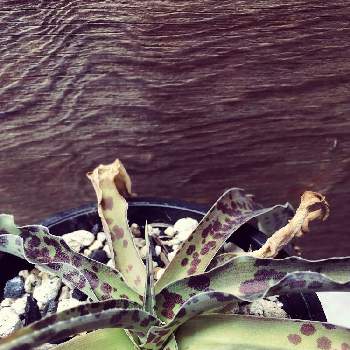 マンフレダの画像 by mosuさん | 小さな庭とマンフレダと観葉植物と植中毒と鉢植えとガーデニングと花のある暮らし