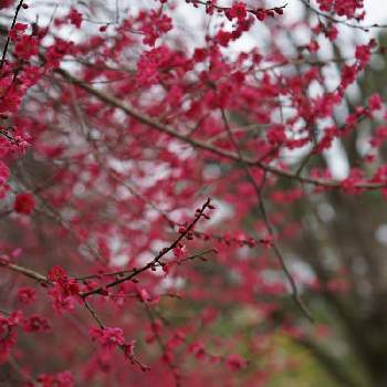 紅梅❁の画像 by jamさん | お出かけ先と中望遠と 梅の花とflowersと癒しと紅梅❁とちぃ散歩と花のある暮らしと感謝しかない