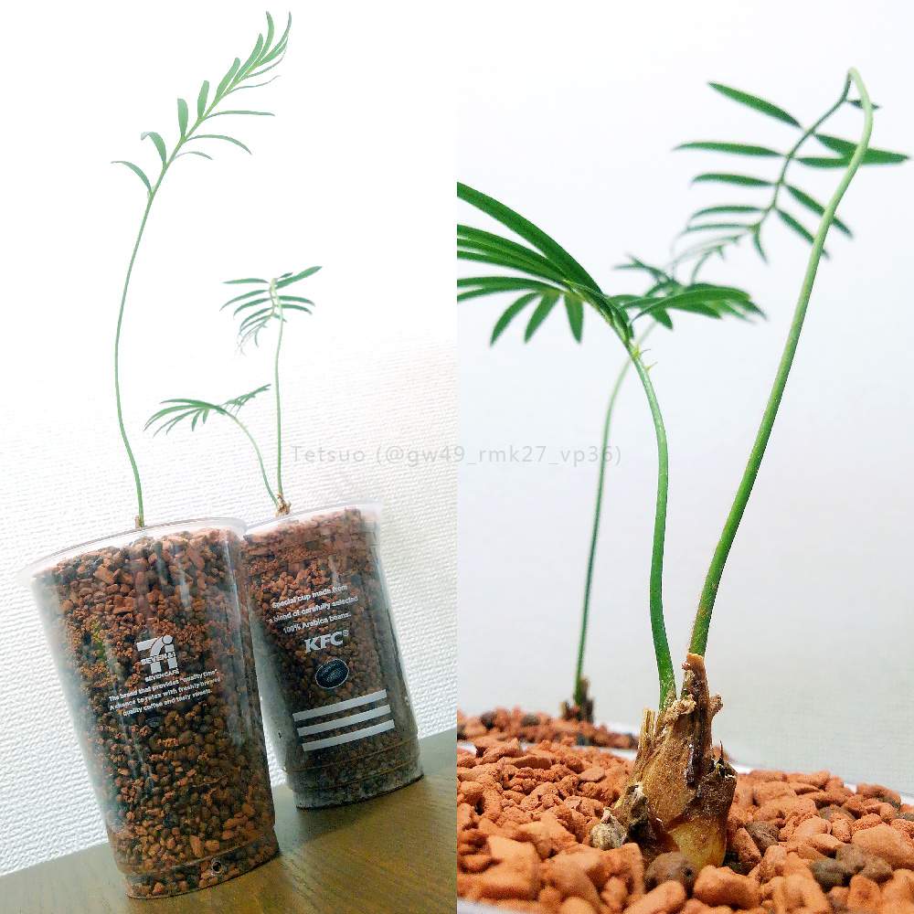 ソテツの投稿画像 By Tetsuoさん 蘇鉄と観葉植物とセラミス仕立てとハイドロカルチャーとセラミスグラニューとハイドロボールとgs日和とソテツ科と今日の一枚と成長記録とソテツ属 19月3月11日 Greensnap グリーンスナップ