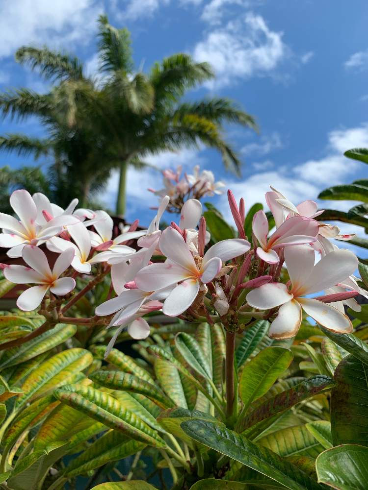3月ハワイのパワー溢れる植物 Greensnap グリーンスナップ