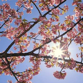 光芒の画像 by takosyaさん | 河津桜と湘南と空が好きとファインダー越しの私の世界とお写んぽとI♡Kanagawaと私の視点と光芒と青空と神奈川の風景とI♡Fujisawa