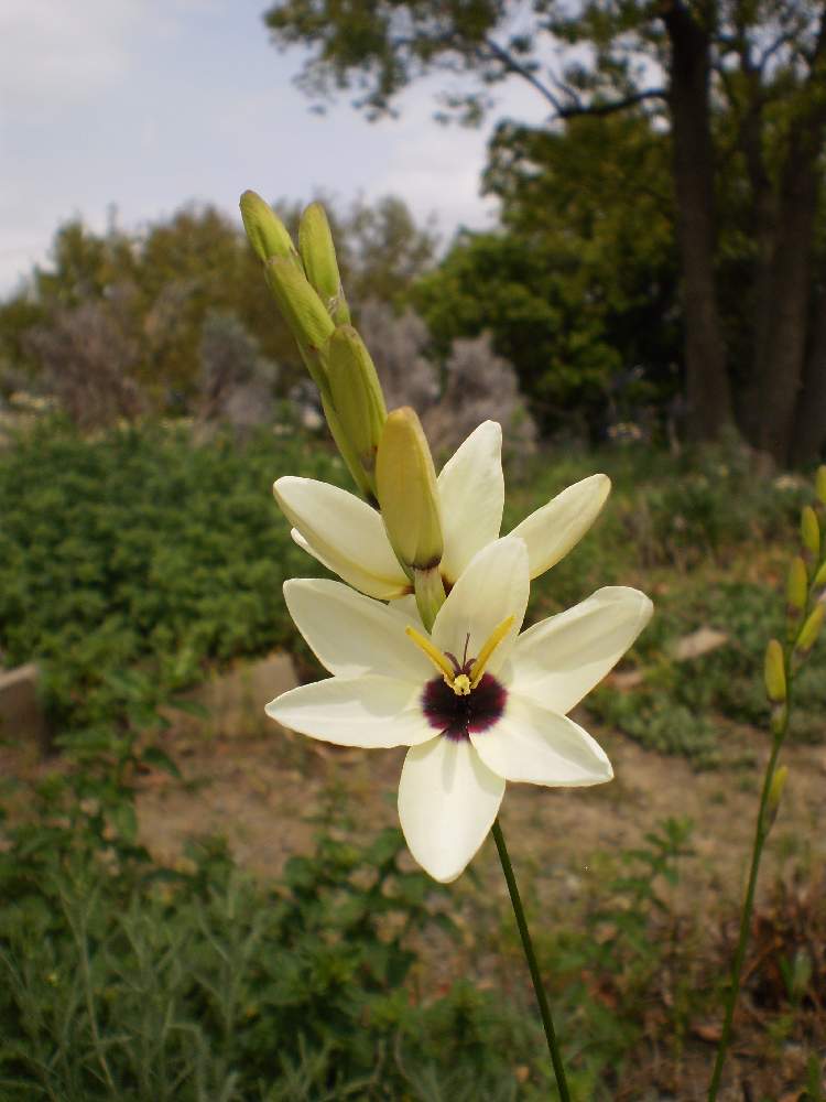 イキシアの投稿画像 By 栗 かのこさん 今日の花 19月3月11日 Greensnap グリーンスナップ