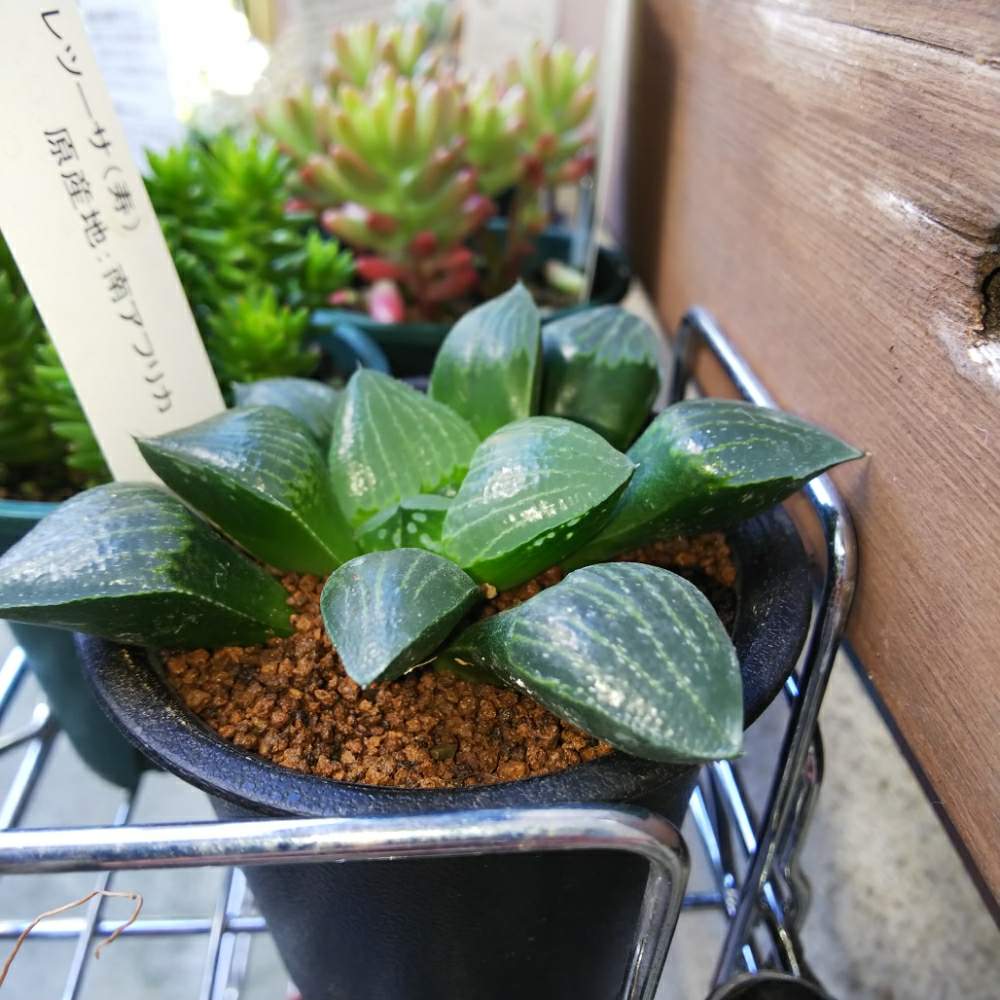ハオルチア レツーサ 寿の投稿画像 By ゆずさん 多肉植物とハオルチア属とハオルシア属 とホームセンター出身と多肉初心者 19月3月11日 Greensnap グリーンスナップ