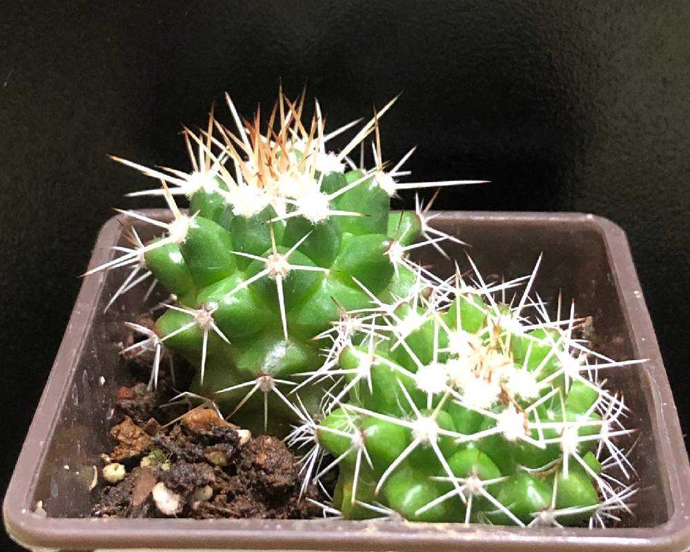 ダイソーサボテン その二 Greensnap グリーンスナップ