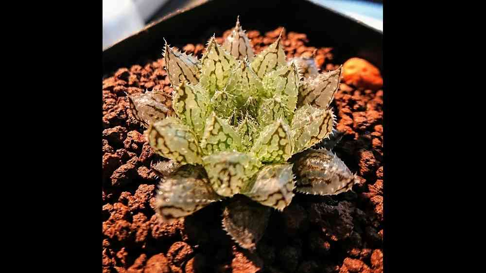 ハオルチア・ルビスタ｜🍀GreenSnap（グリーンスナップ）