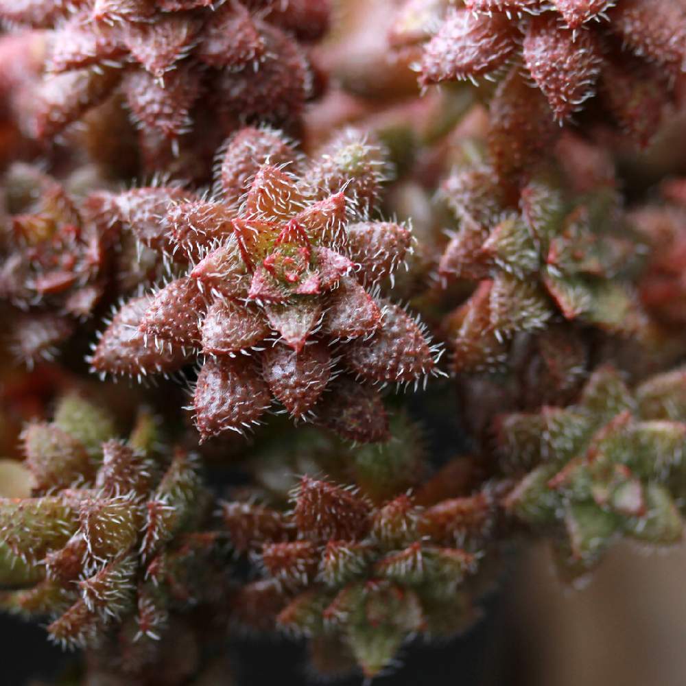 トランスヴァールの投稿画像 By Leonさん Crassula Setulosa Drakensberg Transvaalとトランスバールと多肉中毒と多肉植物と多肉男子と原種とクラッスラ属とノンフィルターと神奈川タニラーとエンゲイ係数高めと今日の一枚と本日の多肉と植物男子ベランダーと多肉バカと トランスヴァールの投稿画像 By Leonさん Crassula Setulosa Drakensberg Transvaalとトランスバールと多肉中毒と多肉植物と多肉男子と原種とクラッスラ属とノンフィルターと神奈川タニラーとエンゲイ係数高めと今日の一枚と本日の多肉と植物男子ベランダーと多肉バカと