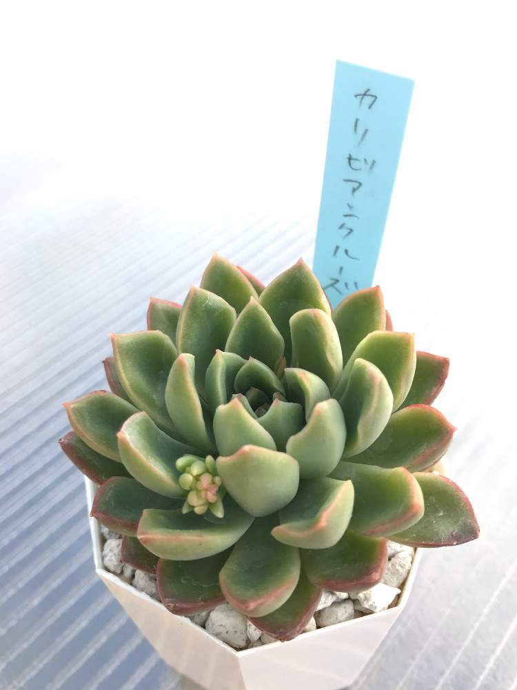 カリビアンクルーズの投稿画像 By ルルさん 多肉中毒と多肉植物と多肉大好きとお気に入りと紅葉する多肉ときれいと可愛い多肉ちゃん と形もスキと多肉女子といい色 と素敵 19月3月12日 Greensnap グリーンスナップ